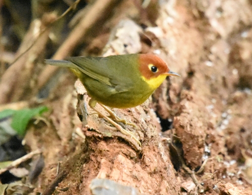 Chestnut-headed Tesia (Cettia castaneocoronata)