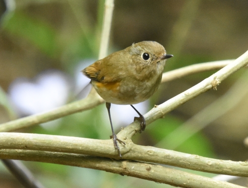 Himalayan Bluetail (Tarsiger rufilatus), photo 5