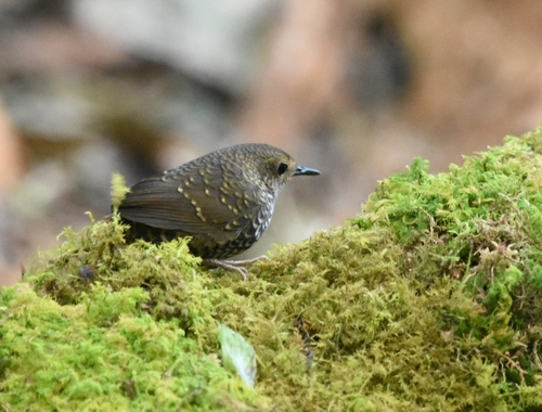 Pygmy Cupwing (Pnoepyga pusilla), photo 3