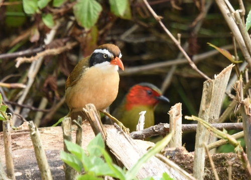Brown-crowned Scimitar Babbler (Pomatorhinus phayrei)