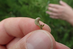 Strophostyles leiosperma
