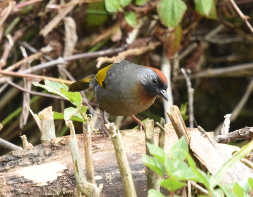 Silver-eared Laughingthrush (Trochalopteron melanostigma), photo 4