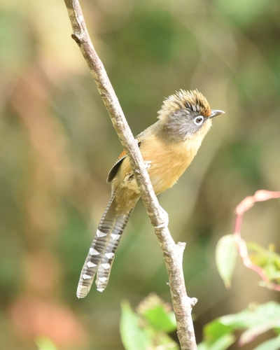 Spectacled Barwing (Actinodura ramsayi), photo 2