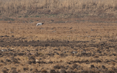 Snow Goose