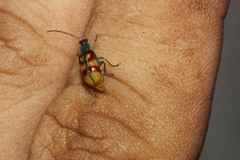 Diabrotica rufomaculata