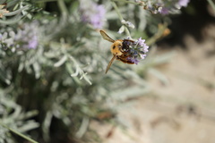 Xylocopa olivieri