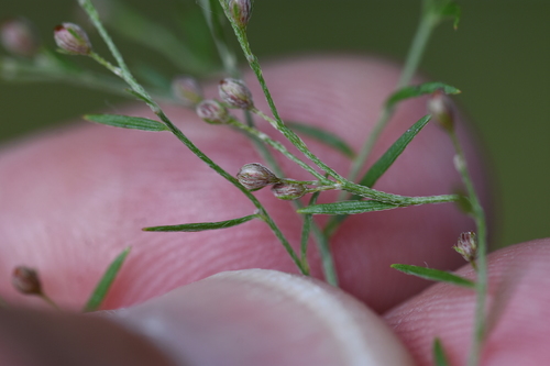 Leggett's pinweed (Lechea pulchella)