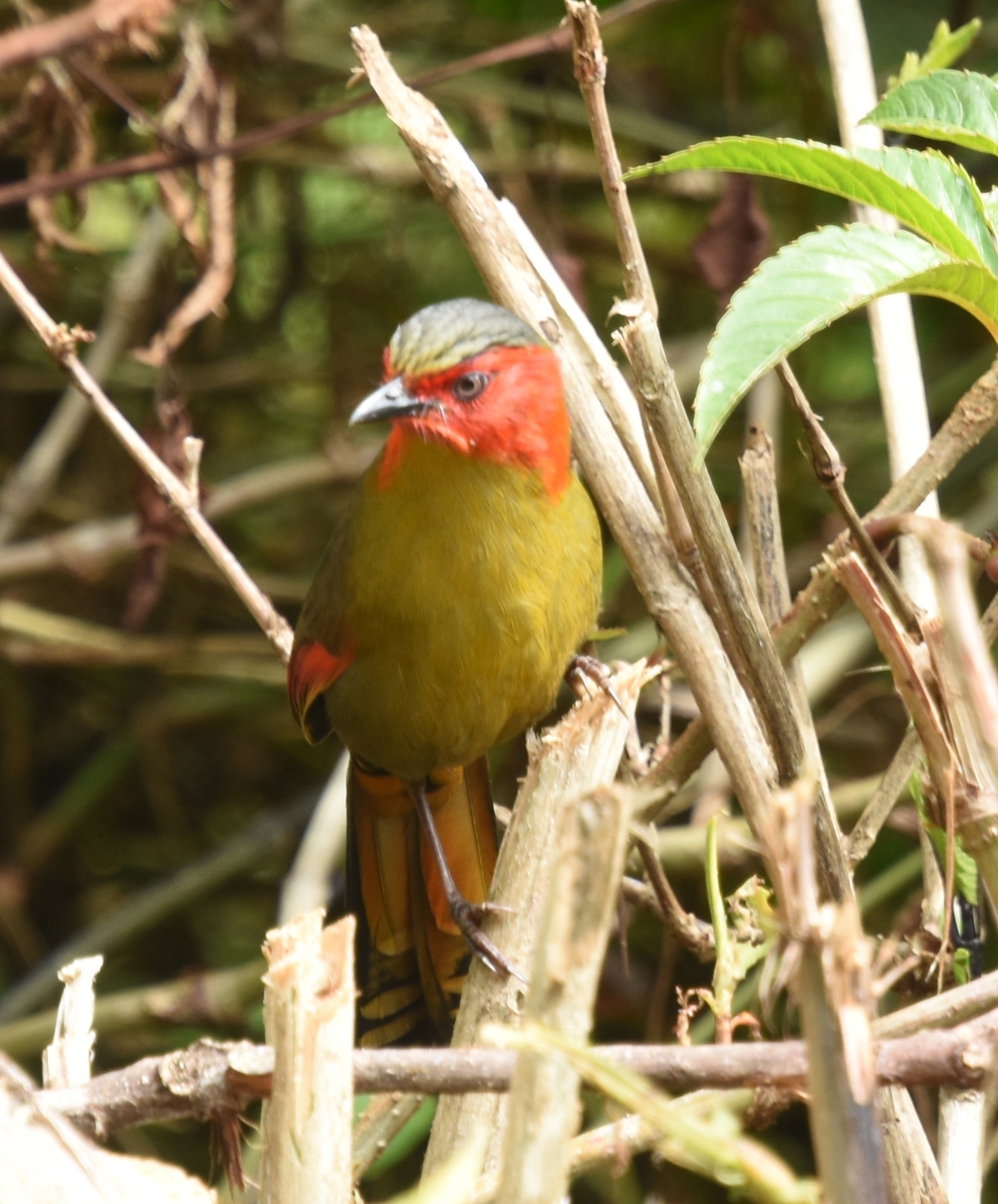 Scarlet-faced Liocichla (Liocichla ripponi), photo 3