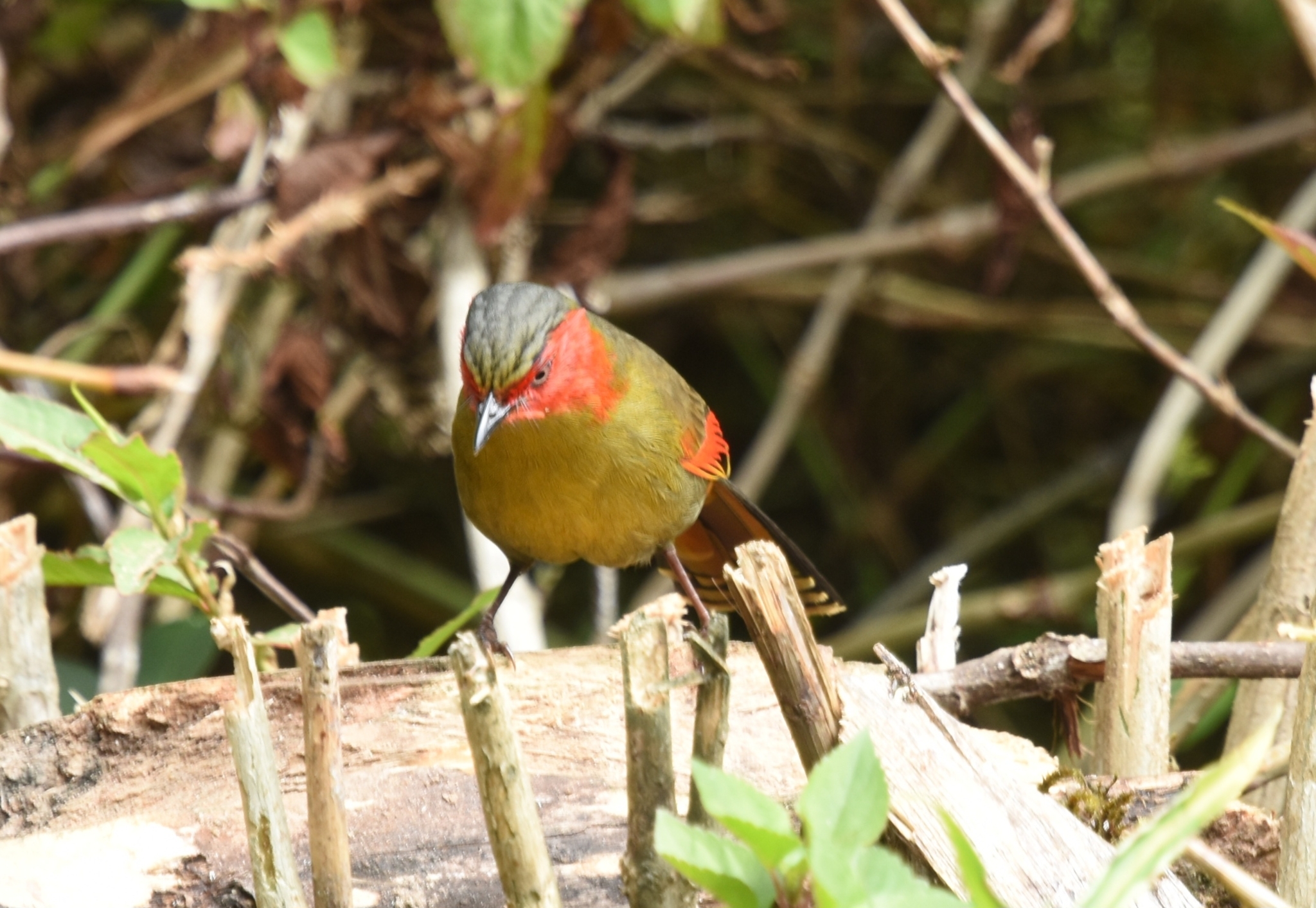 Scarlet-faced Liocichla (Liocichla ripponi), photo 4