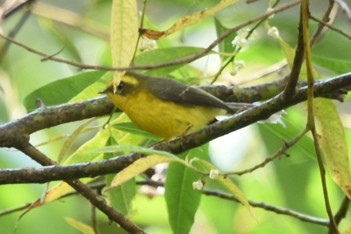 Chélidorhynque à ventre jaune (Chelidorhynx hypoxanthus)