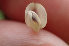 Strophostyles leiosperma