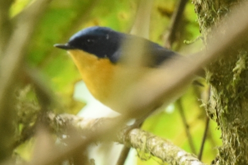 Pygmy Flycatcher (Ficedula hodgsoni)