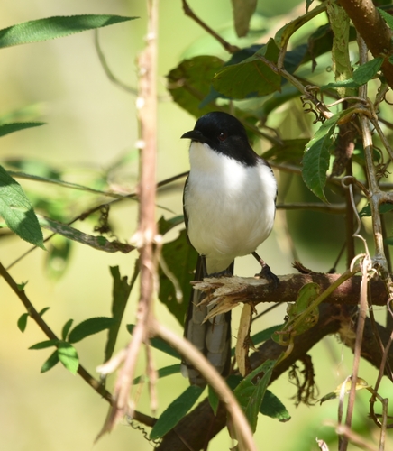 Dark-backed Sibia (Heterophasia melanoleuca), photo 8