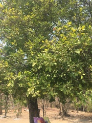 Melicoccus oliviformis