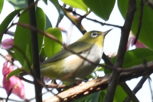 Chestnut-flanked White-eye (Zosterops erythropleurus), photo 8