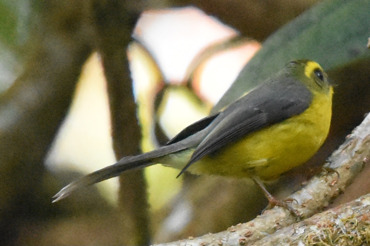 Yellow-bellied Fantail