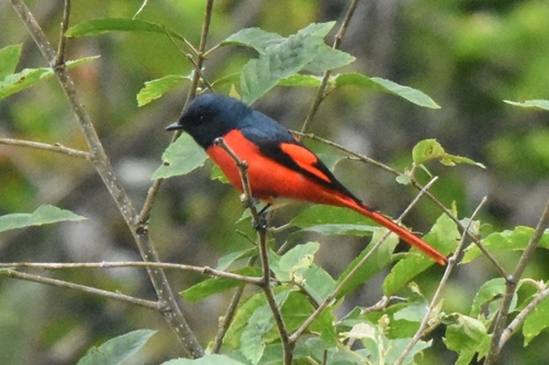 Short-billed Minivet (Pericrocotus brevirostris)