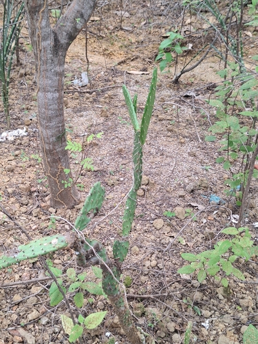 Foto de Palmatória