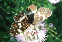 Araschnia levana