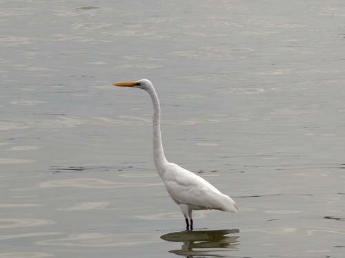 Great Egret