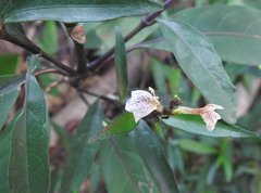 Hygrophila ringens