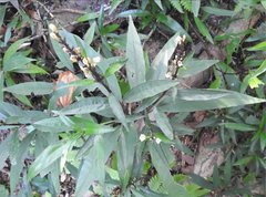 Hygrophila ringens