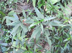 Hygrophila ringens