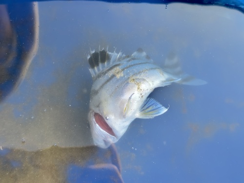 Crescent Grunter