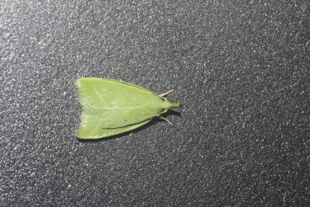 Phytomimia chlorophylla