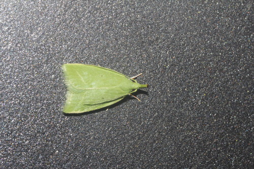 Phytomimia chlorophylla