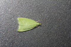 Phytomimia chlorophylla