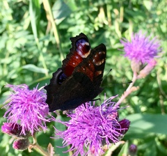 Aglais io