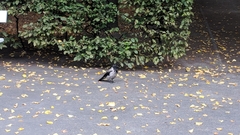 Corvus cornix
