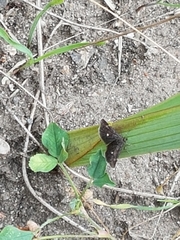 Heliothela wulfeniana
