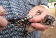 Falco sparverius paulus