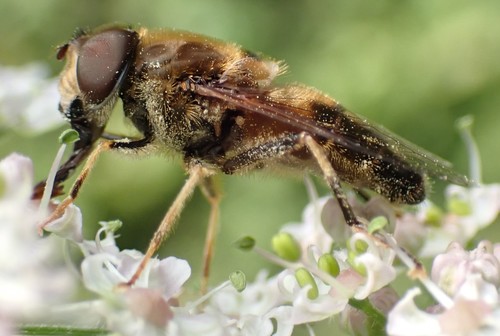 Tapered Drone Fly, photo 4 of 10