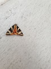 Euplagia quadripunctaria