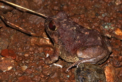 Sphaerotheca dobsonii