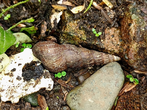 Jagora asperata