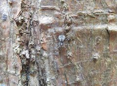 Hersilia albomaculata