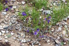 Scutellaria strigillosa