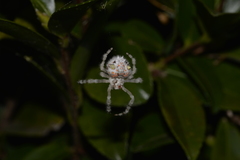 Ordgarius magnificus