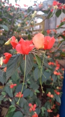 Helicteres brevispira