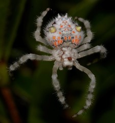 Ordgarius magnificus