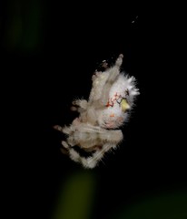 Ordgarius magnificus