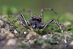 Spartaeus spinimanus