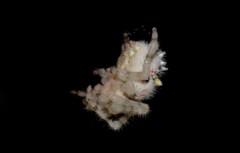 Ordgarius magnificus