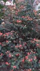 Helicteres brevispira