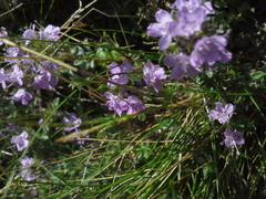Thymus talijevii paucifolius