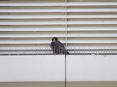 Falco peregrinus